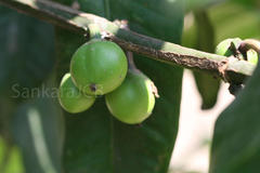 Garcinia xanthochymus